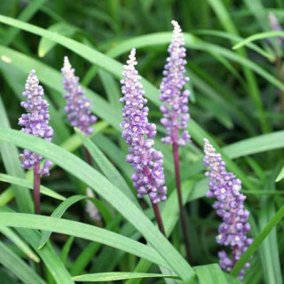 Plantes Vivaces LIRIOPE muscari 'Royal Purple' en vente - Pépinière Lepage .