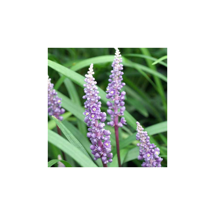 Plantes Vivaces LIRIOPE muscari 'Royal Purple' en vente - Pépinière Lepage .