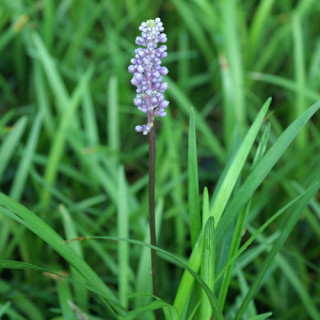 Plantes Vivaces LIRIOPE purpureum en vente - Pépinière Lepage .
