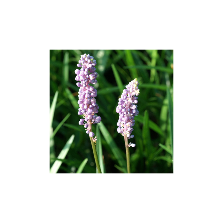 Plantes Vivaces LIRIOPE purpureum en vente - Pépinière Lepage .