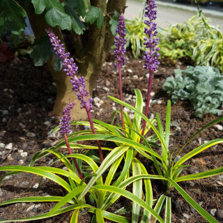 LIRIOPE spicata 'Silvery Sunproof'