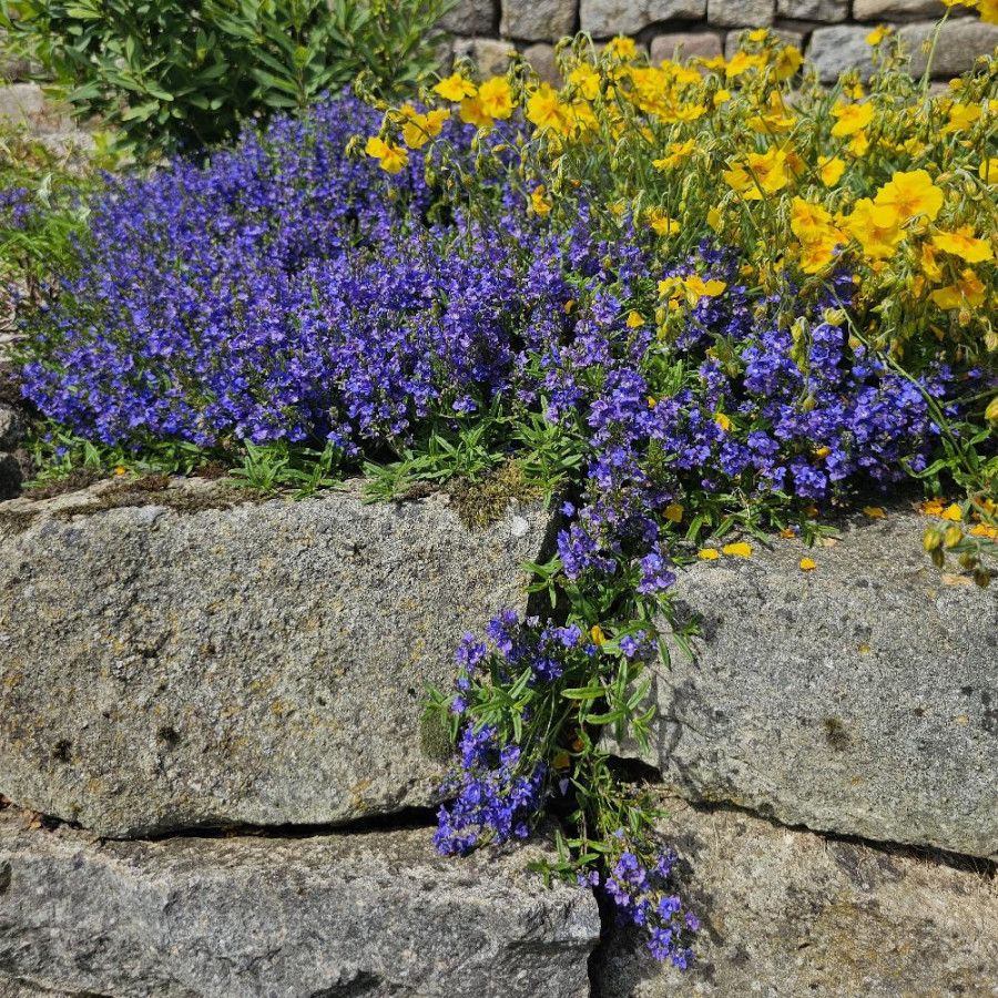 Plantes Vivaces LITHODORA diffusa 'Heavenly Blue' - Grémil en vente - Pépinière Lepage .