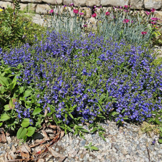 Plantes Vivaces LITHODORA diffusa 'Heavenly Blue' - Grémil en vente - Pépinière Lepage .