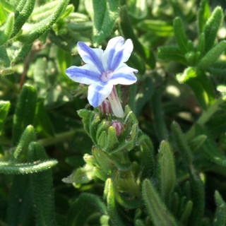 Plantes Vivaces LITHODORA diffusa 'Star' - Grémil en vente - Pépinière Lepage .