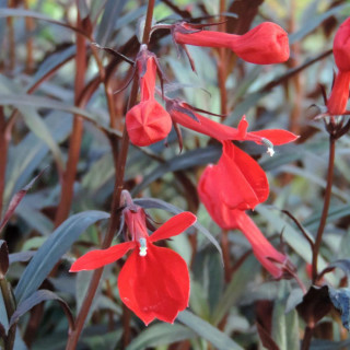 Plantes Vivaces LOBELIA fulgens 'Elmfeuer' - Lobélie en vente - Pépinière Lepage .