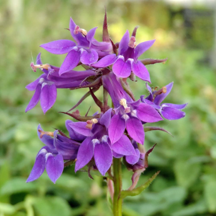 Plantes Vivaces LOBELIA gerardii 'Vedrariensis' - Lobélie en vente - Pépinière Lepage .