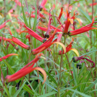 Plantes Vivaces LOBELIA laxiflora - Lobélie en vente - Pépinière Lepage .