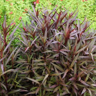 LOBELIA speciosa 'Russian Princess'