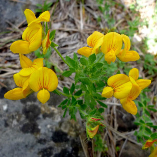 Plantes Vivaces LOTUS corniculatus - Lotier en vente - Pépinière Lepage .
