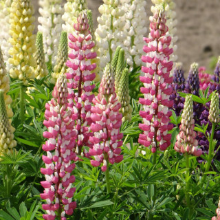 Plantes Vivaces LUPINUS 'Minarette' - Lupin en vente - Pépinière Lepage .
