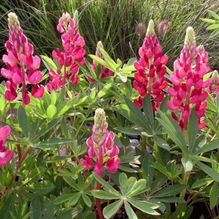 Plantes Vivaces LUPINUS 'My Castle' - Lupin en vente - Pépinière Lepage .