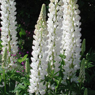 Plantes Vivaces LUPINUS 'Noble Maiden' ('La Demoiselle') - Lupin en vente - Pépinière Lepage .