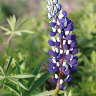 Plantes Vivaces LUPINUS 'The Governor' ('Le Gentilhomme') - Lupin en vente - Pépinière Lepage .