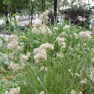 Plantes Vivaces LUZULA nivea - Luzule blanc de neige en vente - Pépinière Lepage .