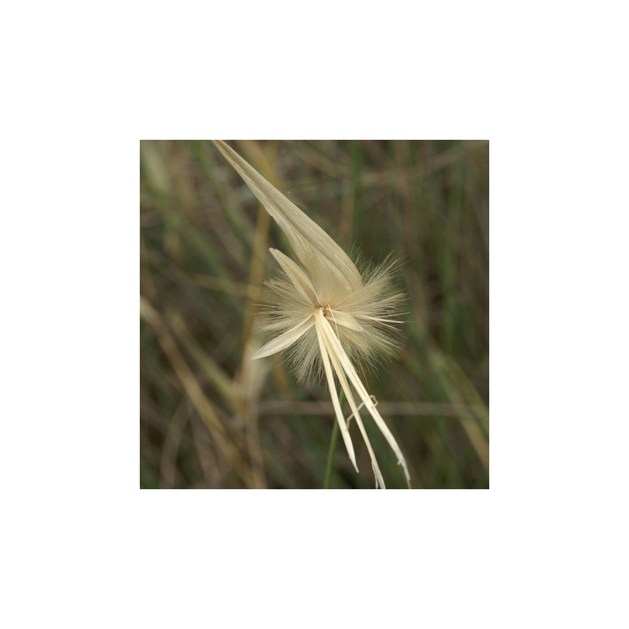 Plantes Vivaces LYGEUM spartum - Sparte en vente - Pépinière Lepage .