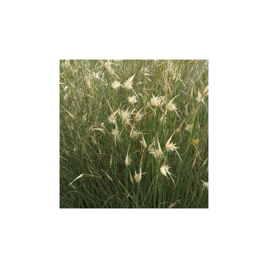 Plantes Vivaces LYGEUM spartum - Sparte en vente - Pépinière Lepage .