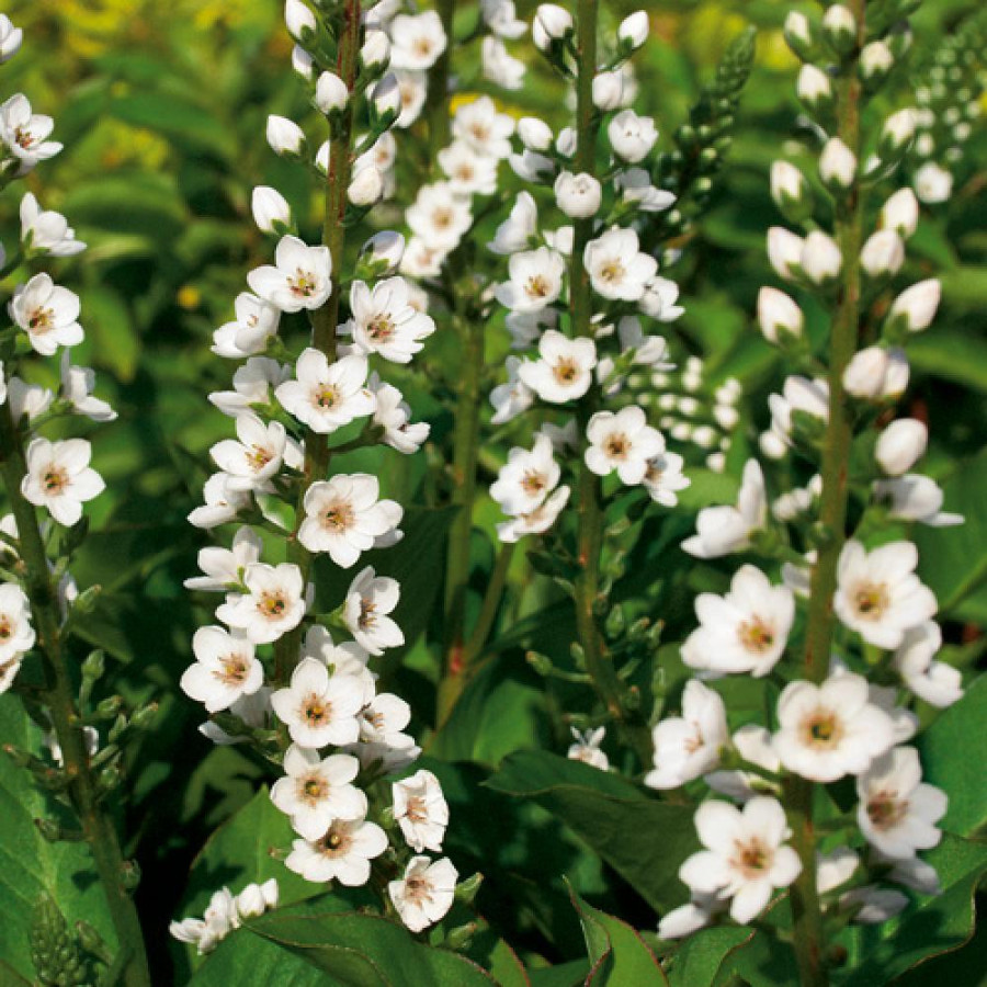 Plantes Vivaces LYSIMACHIA 'Candela' - Lysimaque en vente - Pépinière Lepage .