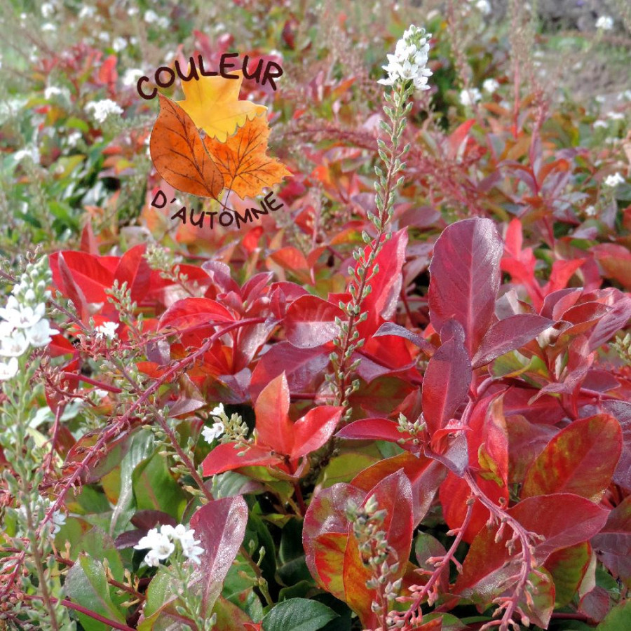 Plantes Vivaces LYSIMACHIA 'Candela' - Lysimaque en vente - Pépinière Lepage .