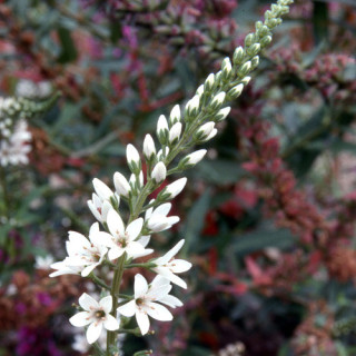 LYSIMACHIA barystachys