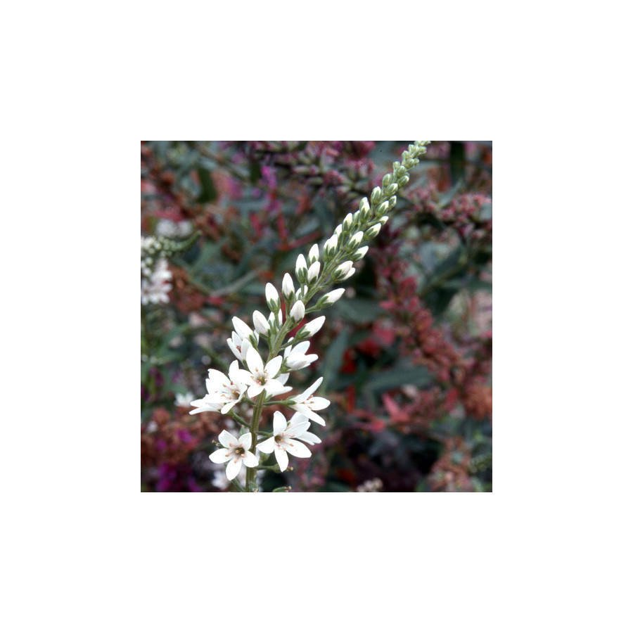 Plantes Vivaces LYSIMACHIA barystachys - Lysimaque en vente - Pépinière Lepage .