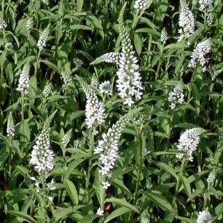 Plantes Vivaces LYSIMACHIA barystachys - Lysimaque en vente - Pépinière Lepage .