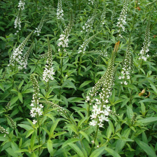 Plantes Vivaces LYSIMACHIA barystachys - Lysimaque en vente - Pépinière Lepage .