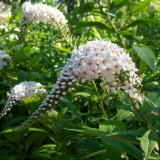 Plantes Vivaces LYSIMACHIA clethroides - Lysimaque en vente - Pépinière Lepage .