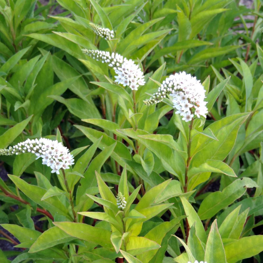 Plantes Vivaces LYSIMACHIA clethroides - Lysimaque en vente - Pépinière Lepage .
