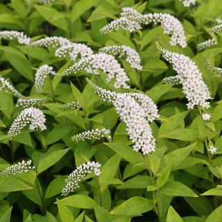 Plantes Vivaces LYSIMACHIA clethroides - Lysimaque en vente - Pépinière Lepage .
