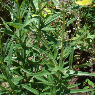 Plantes Vivaces LYSIMACHIA ephemerum - Lysimaque en vente - Pépinière Lepage .