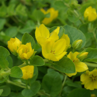 Plantes Vivaces LYSIMACHIA nummularia - Lysimaque en vente - Pépinière Lepage .