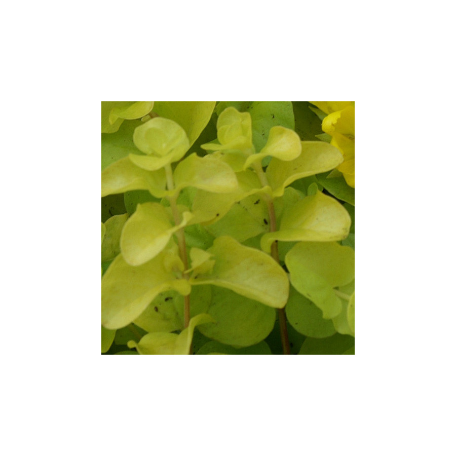 Plantes Vivaces LYSIMACHIA nummularia 'Aurea' - Lysimaque en vente - Pépinière Lepage .