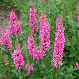 Plantes Vivaces LYTHRUM salicaria 'Robert' - Salicaire en vente - Pépinière Lepage .