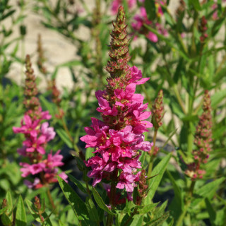 Plantes Vivaces LYTHRUM salicaria 'Robert' - Salicaire en vente - Pépinière Lepage .