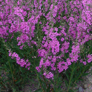 Plantes Vivaces LYTHRUM virgatum 'Rose Queen' - Salicaire en vente - Pépinière Lepage .