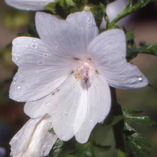 Plantes Vivaces MALVA moschata 'Alba' - Mauve en vente - Mauve musquée en vente - Pépinière Lepage .