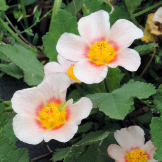 Plantes Vivaces MALVASTRUM lateritium en vente - Pépinière Lepage .