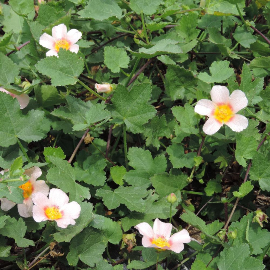 Plantes Vivaces MALVASTRUM lateritium en vente - Pépinière Lepage .