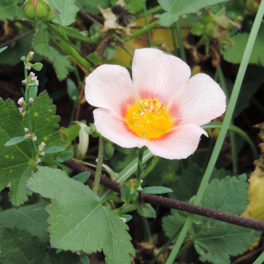 Plantes Vivaces MALVASTRUM lateritium en vente - Pépinière Lepage .