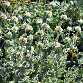 Plantes Vivaces MARRUBIUM incanum - Marrube en vente - Pépinière Lepage .