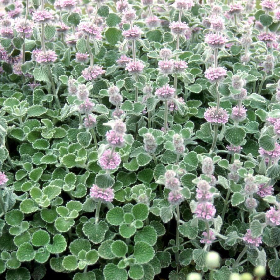 Plantes Vivaces MARRUBIUM supinum en vente - Pépinière Lepage .
