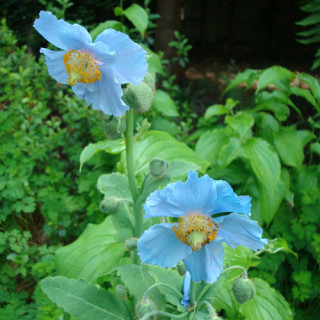 Plantes Vivaces MECONOPSIS betonicifolia - Pavot bleu de l'Himalaya en vente - Pépinière Lepage .