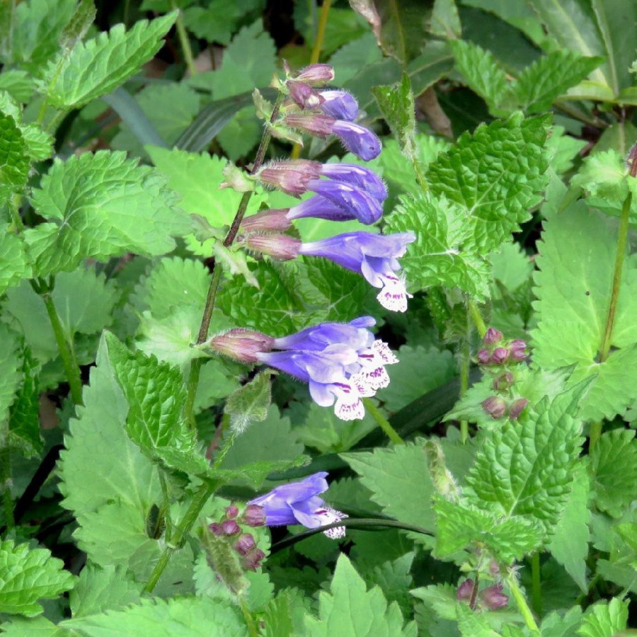 MEEHANIA urticifolia 'Japanblau'