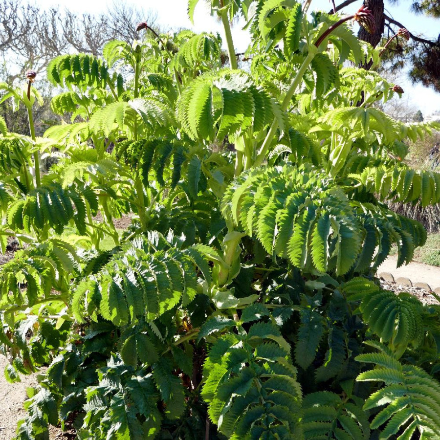 Plantes Vivaces MELIANTHUS major - Grande Mélianthe en vente - Pépinière Lepage .