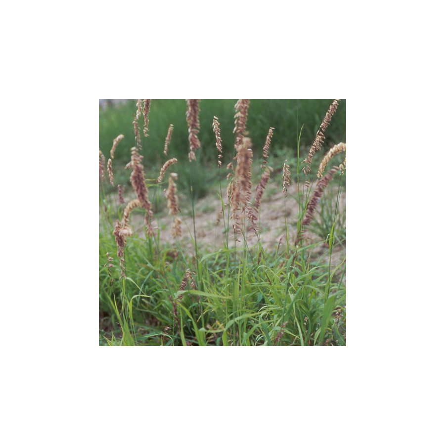 Plantes Vivaces MELICA altissima 'Atropurpurea' - Mélique géante en vente - Pépinière Lepage .