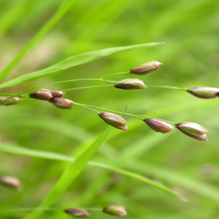 MELICA uniflora