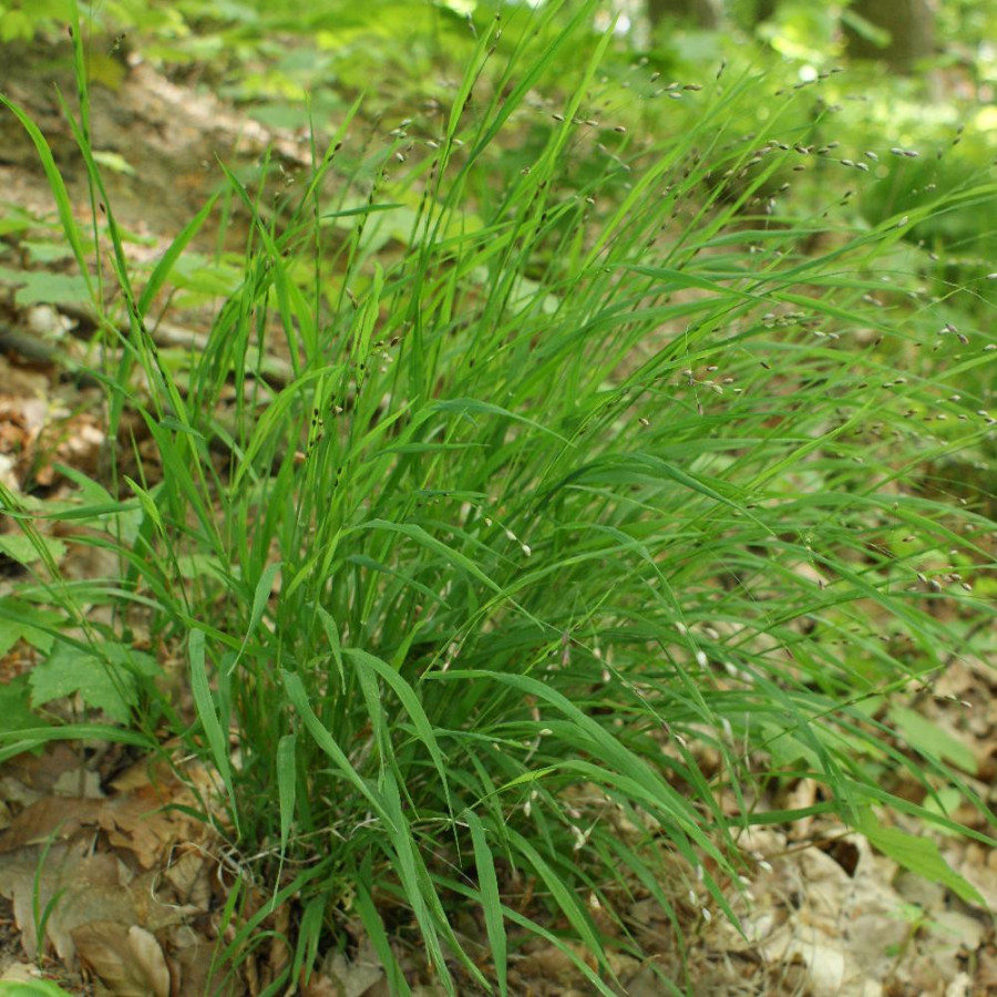 MELICA uniflora