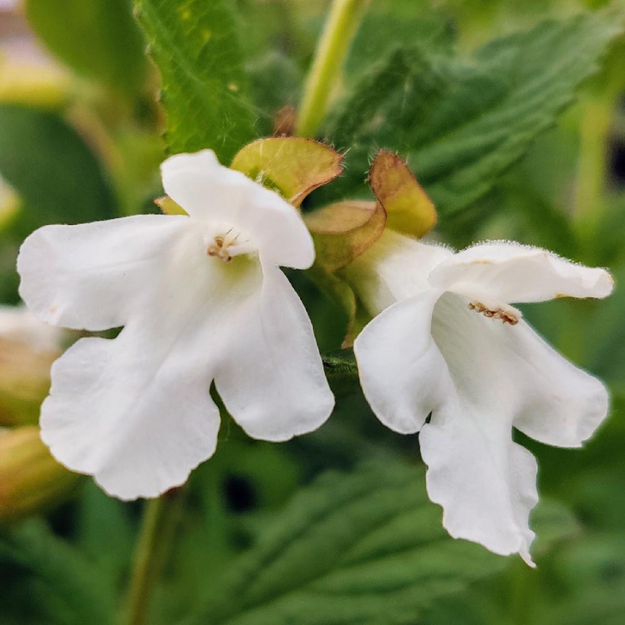 Plantes Vivaces MELITTIS melissophyllum 'Alba' en vente - Pépinière Lepage .