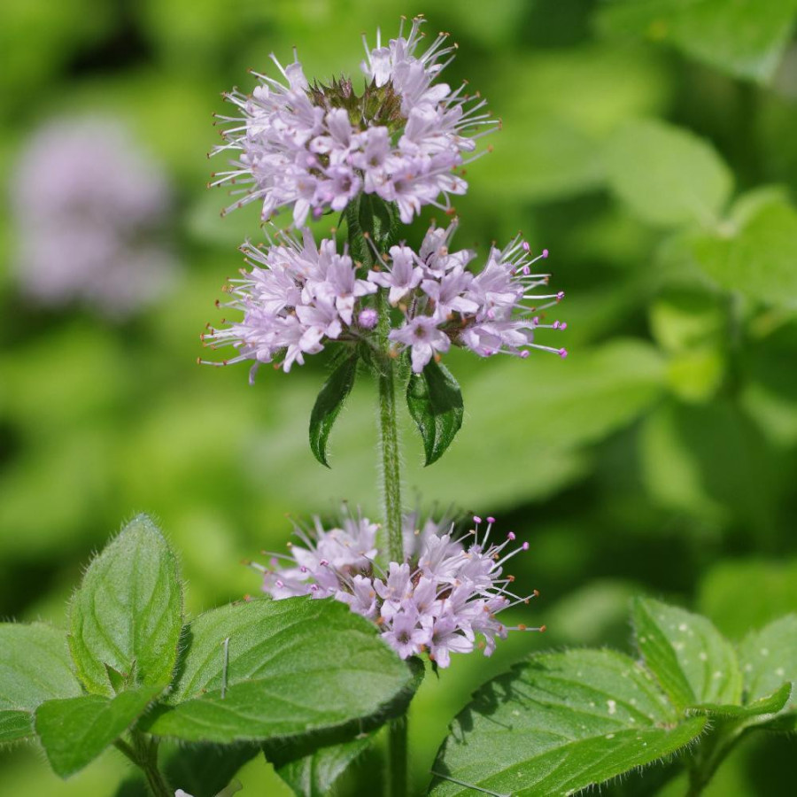 Plantes Vivaces MENTHA aquatica - Menthe aquatique en vente - Pépinière Lepage .