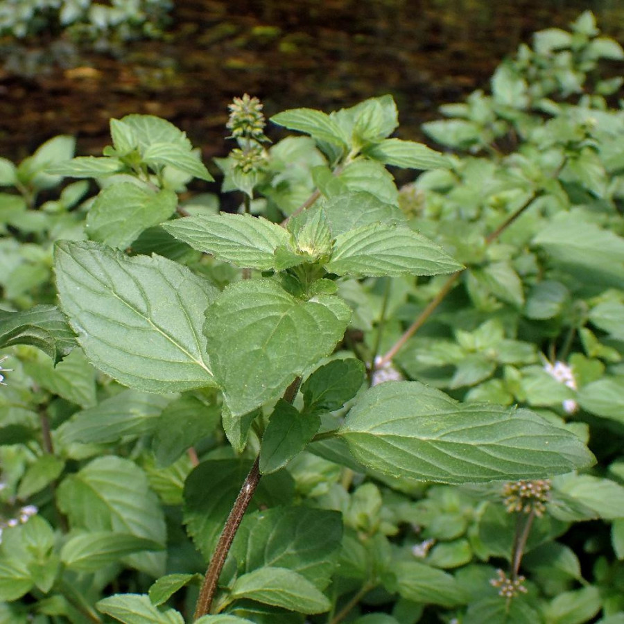 Plantes Vivaces MENTHA aquatica - Menthe aquatique en vente - Pépinière Lepage .